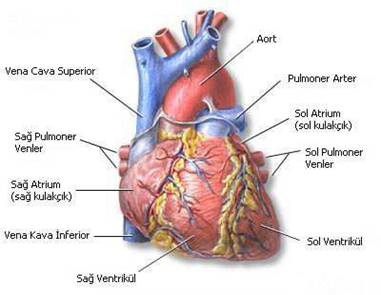 Kalbi Besleyen Damarlar Koroner Arterler Doc Dr Evren Semizel Cocuk Kardiyoloji Uzmani
