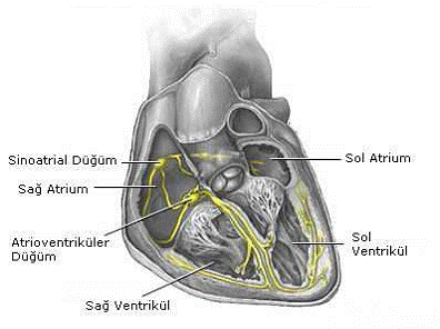 Kalbi Besleyen Damarlar Koroner Arterler Doc Dr Evren Semizel Cocuk Kardiyoloji Uzmani